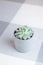 Succulent plant Echeveria colorata on light grey background with geometric lines, smartphone background