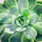 The succulent plant `Echeveria parva` Crassulaceae family from America, evergreen or deciduous plant. Soft macro cactus with whi