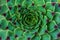 Succulent plant Echeveria Sempervivum Calcareum