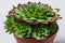 Succulent plant Echeveria Sempervivum Calcareum in pot