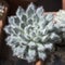 Succulent plant Echeveria setosa Rose Purpus