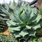 Succulent plant, Faucaria Tigrina, Tiger Jaws from Southern Africa