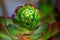 Succulent plant flower buds early stage with green leaves having brown edge