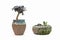 Succulent plant in flowerpot