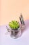 Succulent plant in glass jar Floral decoration