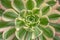 Succulent Plant with Green Leaves