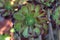 Succulent plant with green leaves having brown edge