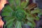 Succulent plant with green leaves having brown edge