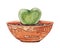 Succulent plant, greenery cactus in the shape of a heart, tropical plants in a ceramic ethnic pot, image of a crocodile