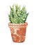 Succulent plant, greenery cactus, tropical plants in a ceramic ethnic pot, palm image. Hand drawn watercolor
