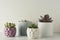 Succulent plant. A group of echeveria son white table. Copy space