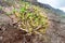 Succulent plant growing in rocks