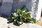A succulent plant grows luxuriant in the archaeological site of Delos