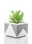 Succulent plant in a handmade concrete planter