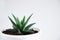 Succulent plant Haworthia close-up on a white background. Home floriculture concept