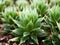 Succulent plant Haworthia mucronata ,Asphodelaceae ,Haworthia decipiens , Cooperi ,Cymbiformis