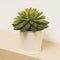 Succulent plant indoor decorative pot flower