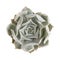 Succulent plant isolated