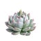 Succulent plant isolated