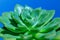 Succulent Plant macro. Top view of green cactus flower in closeup picture. Amazing natural green background with floral