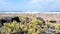 succulent plant moving in wind against beach and ocean on sunny day