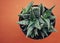 Succulent Plant on Orange Background