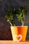 Succulent plant in orange pot.Creative Money tree with green leaves in minimal style.Feng shui home interior decor style