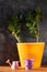 Succulent plant in orange pot.Creative Money tree with green leaves in minimal style.Feng shui home interior decor style