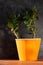 Succulent plant in orange pot.Creative Money tree with green leaves in minimal style.Feng shui home interior decor style