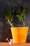 Succulent plant in orange pot.Creative Money tree with green leaves in minimal style.Feng shui home interior decor style