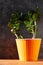 Succulent plant in orange pot. Creative money tree plant with green leaves in minimal style. Minimalistic interior decor