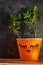 Succulent plant in orange pot. Creative reindeer with green horns in minimal style. Minimalistic home decor,urban jungle