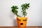 Succulent plant in orange pot. Creative reindeer with green horns in minimal style. Minimalistic home decor,urban jungle