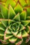Succulent Plant Pattern
