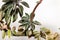 The succulent plant Peperomia wolfgang krahnii