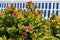 A succulent plant with pink flowers and striped awnings