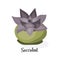 Succulent plant in pot . Flat vector illustration on white background. Decorative home plant with large purple leaves.