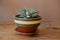 succulent plant potted in brown ceramic pot