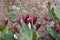 Succulent plant Prickly pear Indian with red fruits