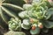 Succulent Plant with Red Flower Buds and Cactus