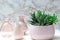 Succulent plant in a rose flowerpot and three pink vases in the background