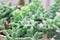 Succulent Plant sedum morganianum closeup