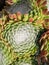 succulent plant Sempervivum arachnoideum and its silky fibers simulating a spider web