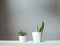 Succulent plant and Stapelia grandiflora in white pots