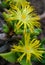 Succulent plant with succulent leaves (Faucaria tigrina