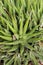 Succulent plant from top view in a succulent garden