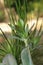 Succulent plant vertical format in a succulent garden