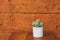 Succulent plant in white flower pot on terracotta colored wall background