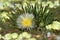 Succulent Plant with yellow flower