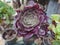 Succulent plants, Aeonium arboreum, purple succulents after flowering